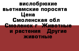 вислобрюхие вьетнамские поросята  › Цена ­ 1 500 - Смоленская обл., Смоленск г. Животные и растения » Другие животные   